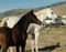 Horse ad