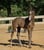 Horse ad