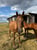 Horse ad