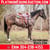 Horse ad