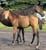 Horse ad