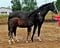 Annuncio cavallo