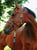 Horse ad