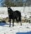 Annuncio cavallo