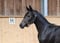 Horse ad