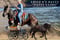 Horse ad