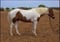 Annuncio cavallo