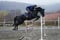 Annuncio cavallo