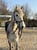 Horse ad