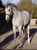 Annuncio cavallo
