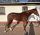 Horse ad