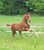 Horse ad