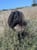 Annuncio cavallo