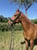 Horse ad