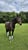 Annonce cheval