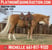 Horse ad