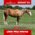 Paardadvertentie