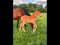Horse ad
