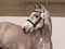 Horse ad