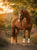 Annuncio cavallo