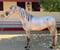 Horse ad