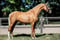 Horse ad