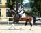 Annuncio cavallo
