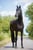 Horse ad