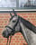 Horse ad