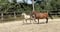 Horse ad