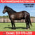 Horse ad