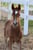 Annuncio cavallo
