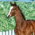 Horse ad