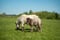 Annuncio cavallo