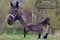 Horse ad