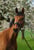 Horse ad