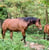 Horse ad