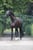 Annuncio cavallo