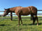Annuncio cavallo