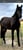 Horse ad