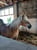 Annuncio cavallo