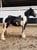 Annuncio cavallo