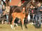 Anuncio de caballos