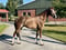 Horse ad