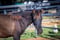 Horse ad