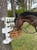 Horse ad