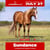 Horse ad