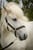 Horse ad