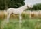Horse ad