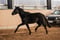 Horse ad